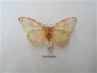 藏品(波斑毒蛾)的圖片